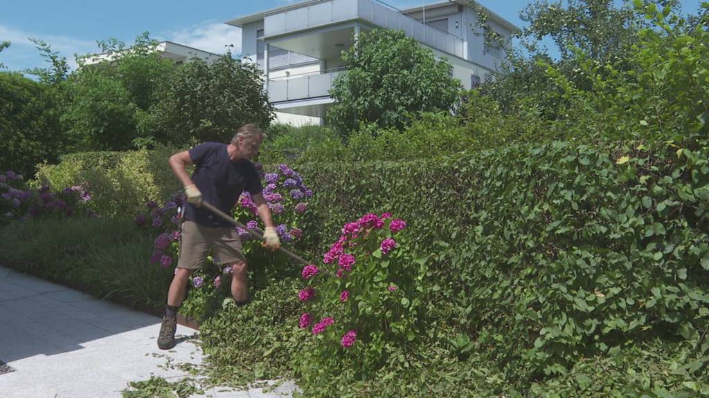 Zuger Gärtner wegen Bewässerungsverbot irritiert
