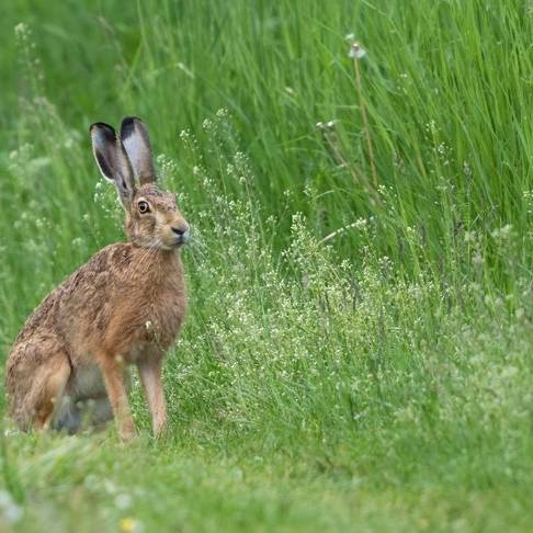 Hasenpest bedroht auch die Ostschweiz