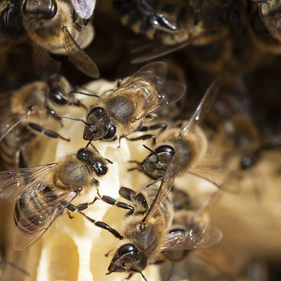 Bienen im Wert von 10'000 Franken gestohlen