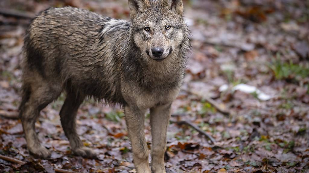 Bei einer Bündner Wölfin wurden Hinweise auf Wilderei gefunden. Das kantonale Amt für Jagd und Fischerei erstattete Anzeige. (Archivbild)