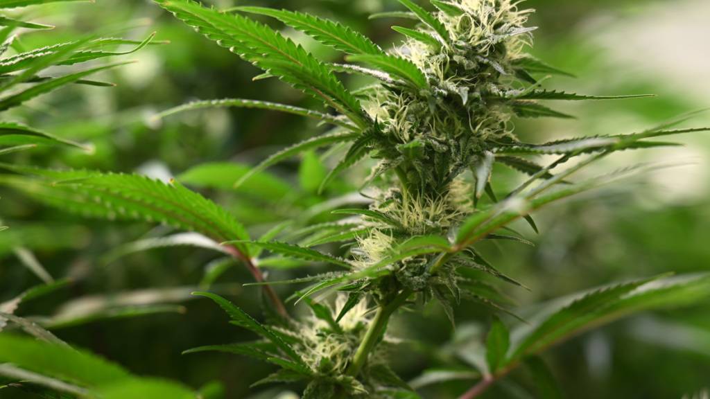 ARCHIV - Die Blütenstände sind an Cannabis-Pflanzen zu sehen. Foto: Martin Schutt/dpa