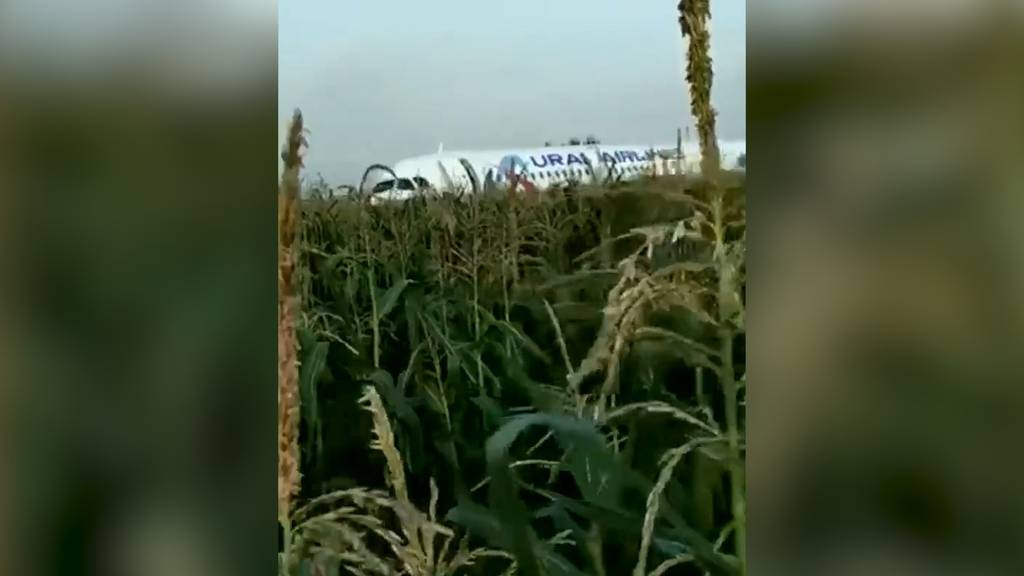 Wegen Möwen: Russisches Flugzeug muss in Maisfeld notlanden