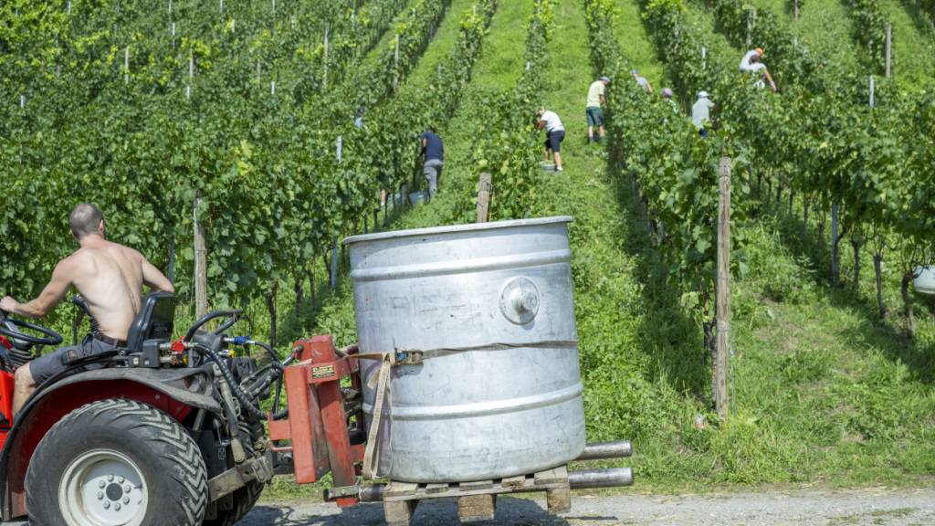 Traubenernte im Kanton Luzern: Der Nationalrat will Ernteschwankungen beim Schweizer Wein mit einer freiwilligen Reserve entgegenwirken. (Themenbild)