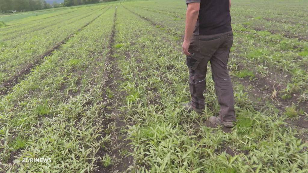 Dauerregen macht den Gemüsebauern das Leben schwer