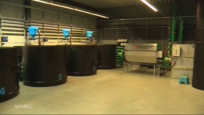 Hochmoderne Indoor-Lachszucht in Wohlen