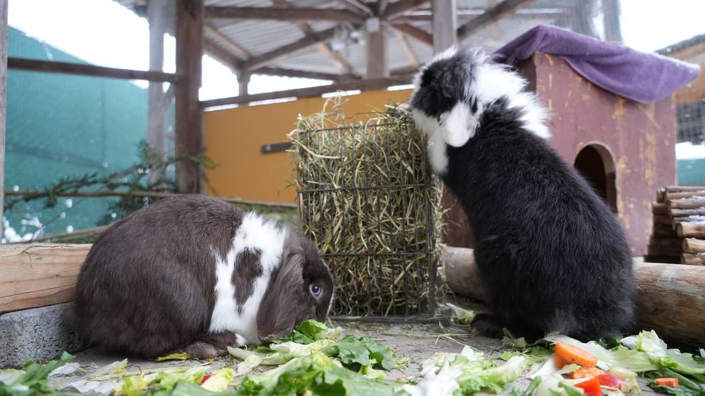 Pumpkin & Potato
