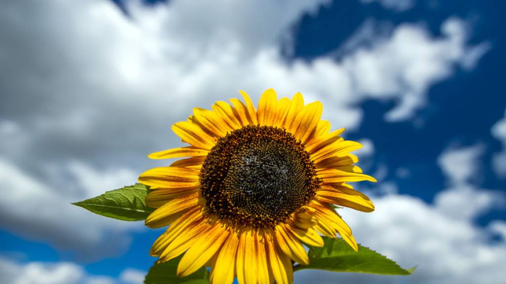 Eine Sonnenblume steht an einem Feldrand - mit viel Sonnenschein wurde die Schweiz im ersten Sommerhalbjahr verwöhnt. (Symbolbild)