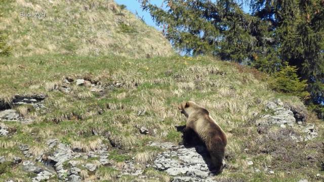 Der Bär ist zurück!