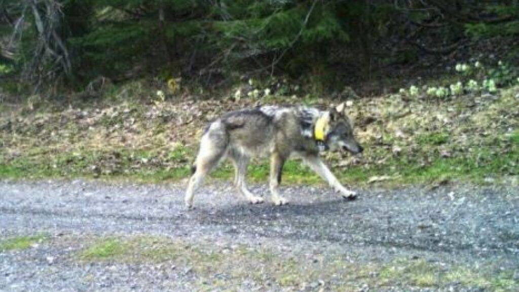 Der Wolf M237 wanderte fast 2000 Kilometer von Graubünden nach Ungarn und wurde dort getötet. (Archivbild)