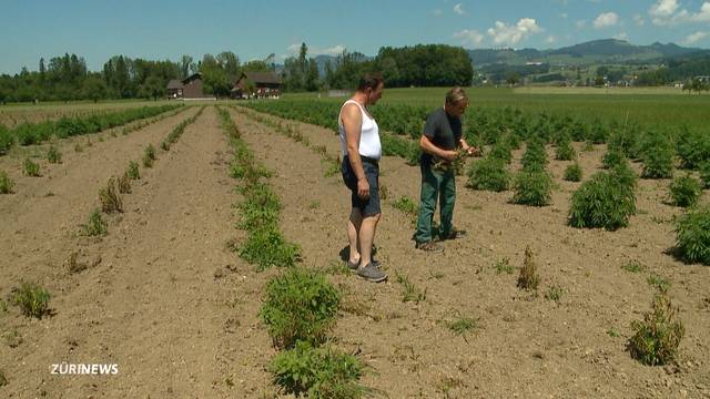 Über 4000 ausgerissene Hanf-Pflanzen: Steckt die Konkurrenz dahinter?