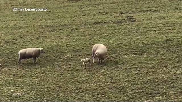 Tierquälerei in Kölliken?