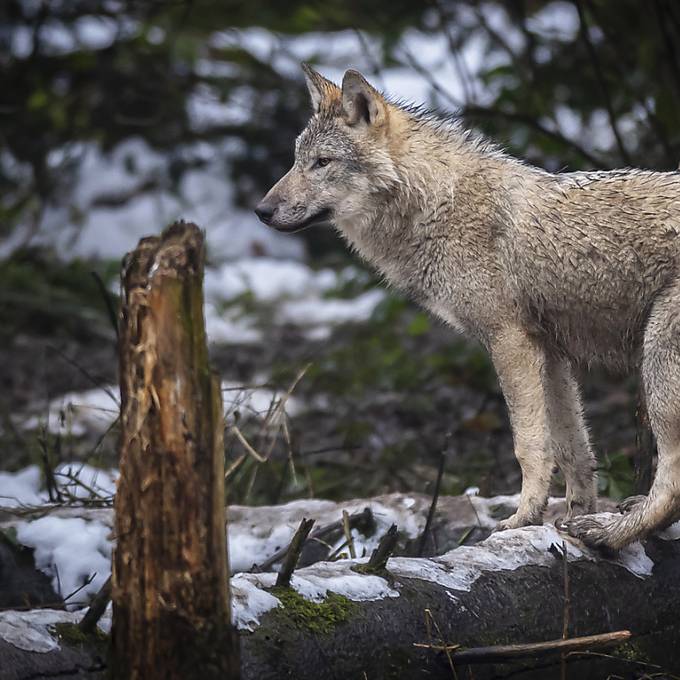 In der Schweiz wurden bisher 32 Wölfe geschossen