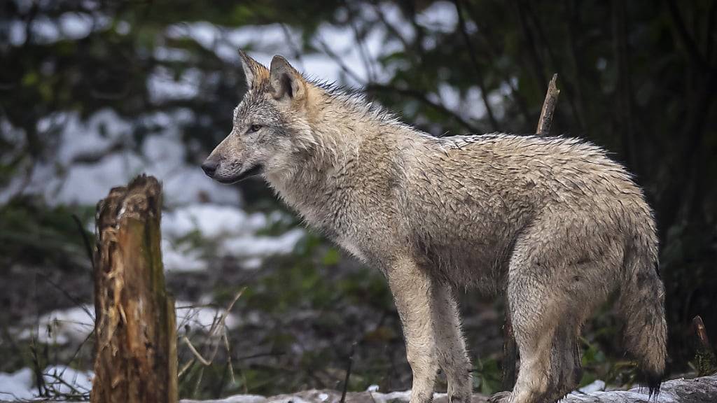 Seit der Einführung der revidierten Jagd- und Schutzverordnung per Dezember 2023 sind in der Schweiz 32 Wölfe geschossen worden. Das sagte Umweltminister Albert Rösti in einem am Donnerstag veröffentlichten Tamedia-Interview. (Archivbild)