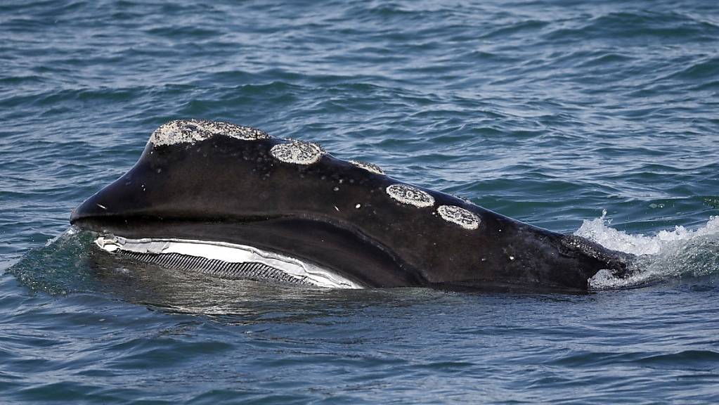 Wale sind bekannt für ihre Töne unter Wasser. (Archivbild)