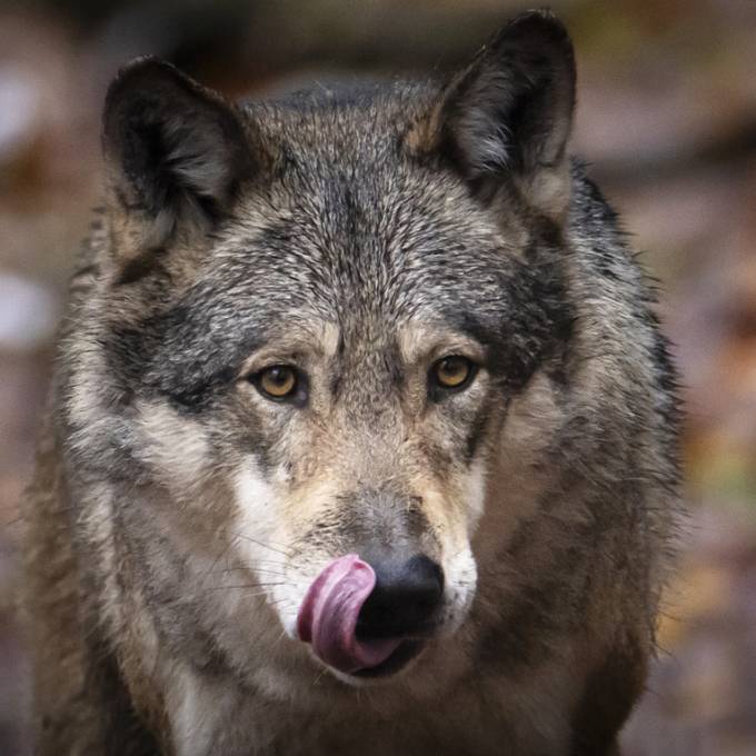 Kantone arbeiten beim Wolfsalarm enger zusammen – doch reicht das?