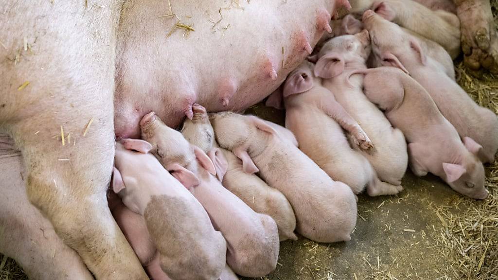 Junge Ferkel im Schweinestall in Ufhusen. Mit baulichen Massnahmen am Stall sollen Ammoniakemissionen reduziert werden.