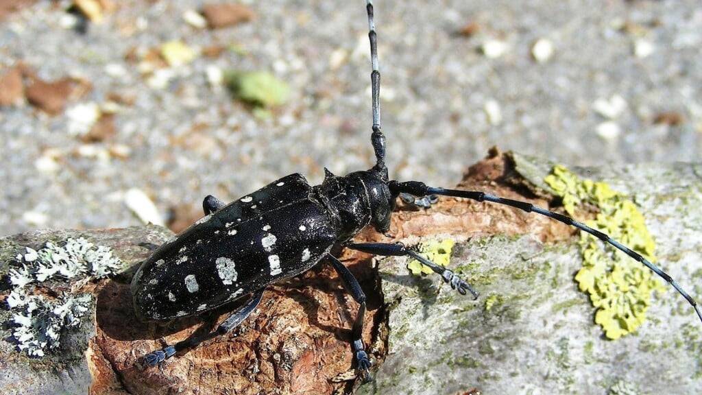 Dieser asiatische Laubholzbockkäfer wurde 2022 in Zell gefunden.