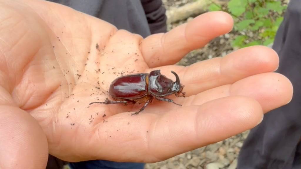 40 Larven und 90 adulte Käfer wurden an vier verschiedenen Standorten in Bern ausgesetzt.