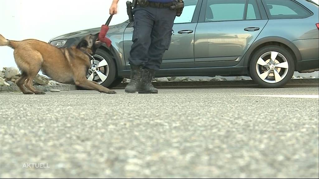  Tierische Spürnase: Polizeihund Quma schnappt Flüchtigen