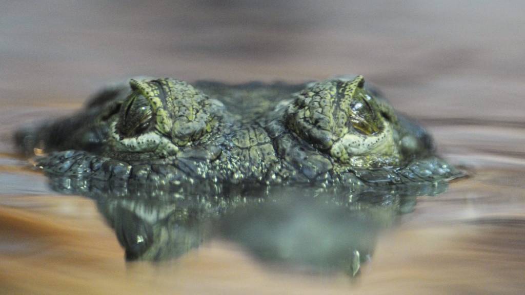 Philippinen-Krokodil im Zoo Zürich (Aufnahme aus dem Jahr 2010).