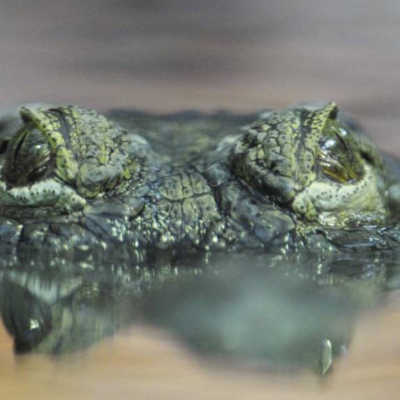Krokodil-Angriff im Zoo Zürich: Untersuchungen abgeschlossen