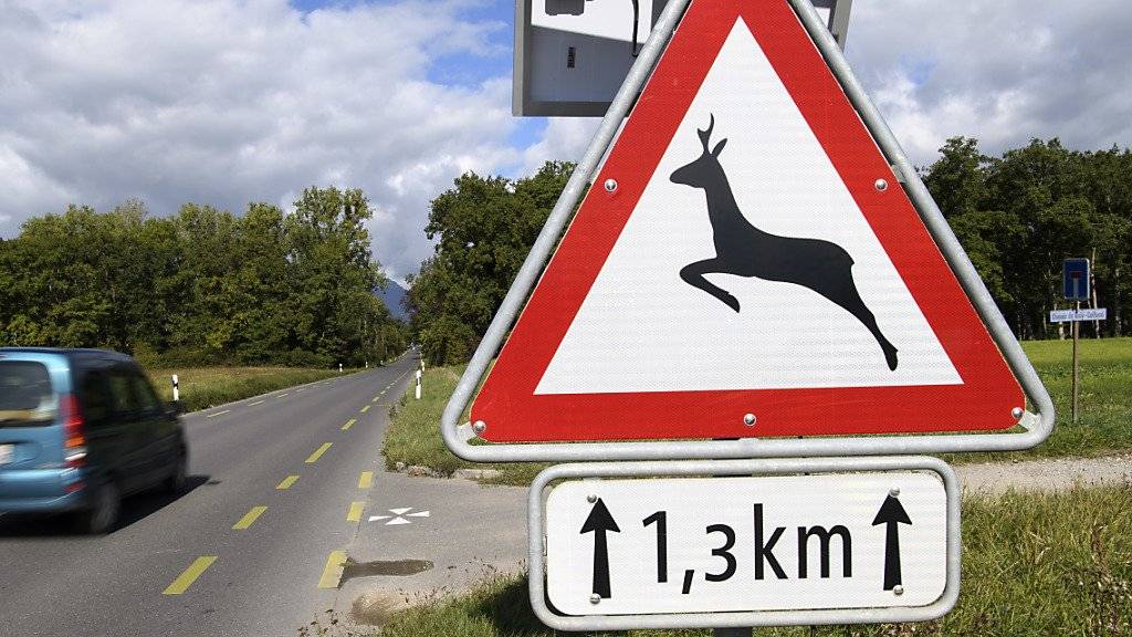 Autofahrer aufgepasst: Im Herbst ist die Gefahr von Kollisionen mit Wildtieren auf der Strasse ungleich höher - besonders in den Kantonen Jura, Graubünden, Freiburg und Schaffhausen. (Archivbild)