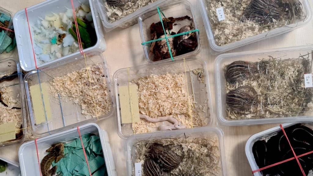 Ein Teil der Tiere, die die deutsche Bundespolizei am Zollamt Bietingen D beschlagnahme. Die Deckel Boxen waren teilweise nur mit Haushaltgummis gesichert.