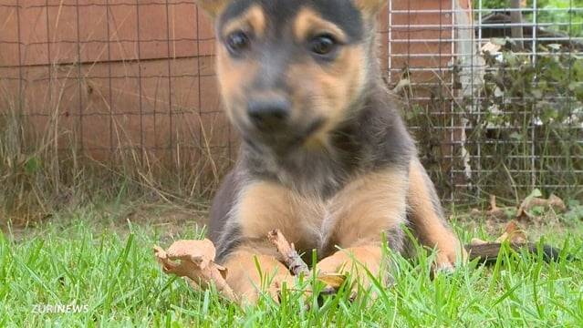 Hundewelpen in Winterthur ausgesetzt