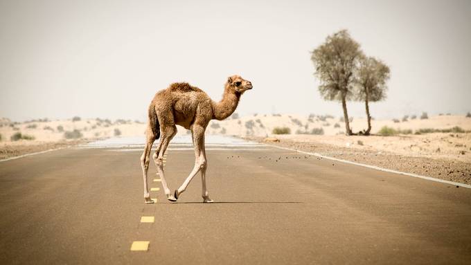 Wilde Kamele werden in Australien erschossen