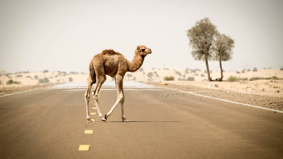 Wilde Kamele werden in Australien erschossen