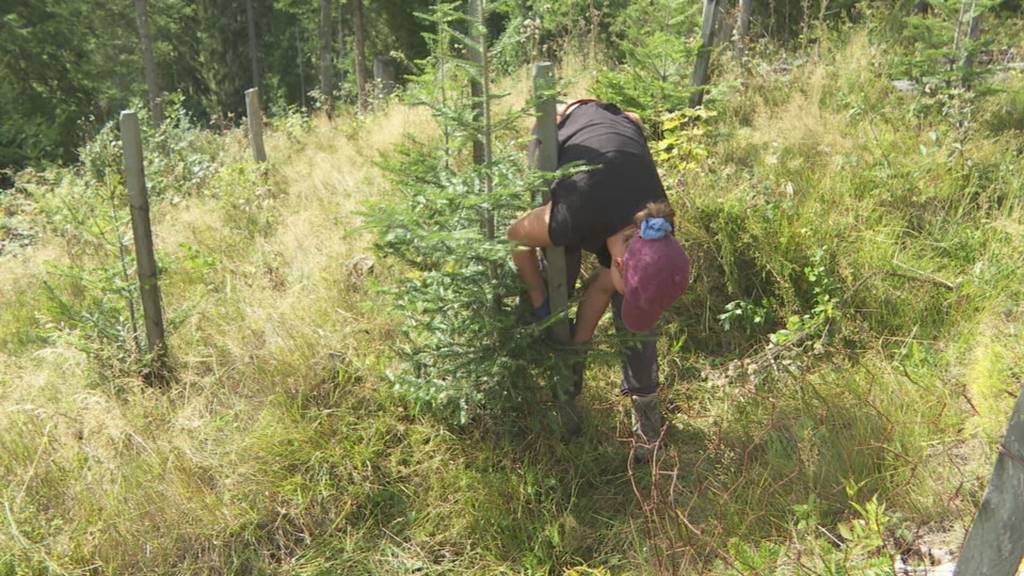 Freiwillige Helfer unterstützen Bergwaldprojekt im Entlebuch