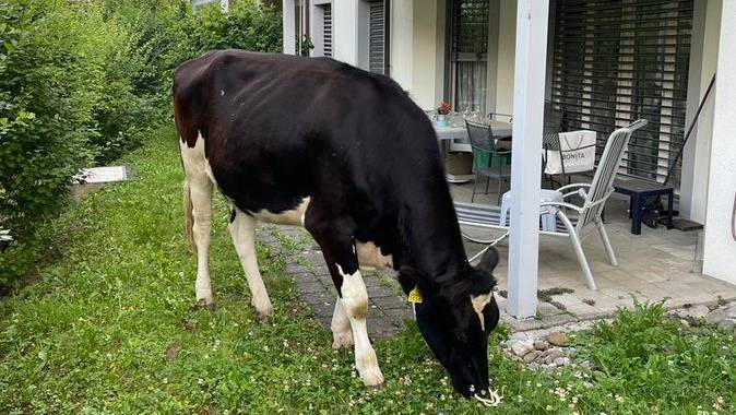 Polizei muss ausrücken – wegen einer Kuh im Garten