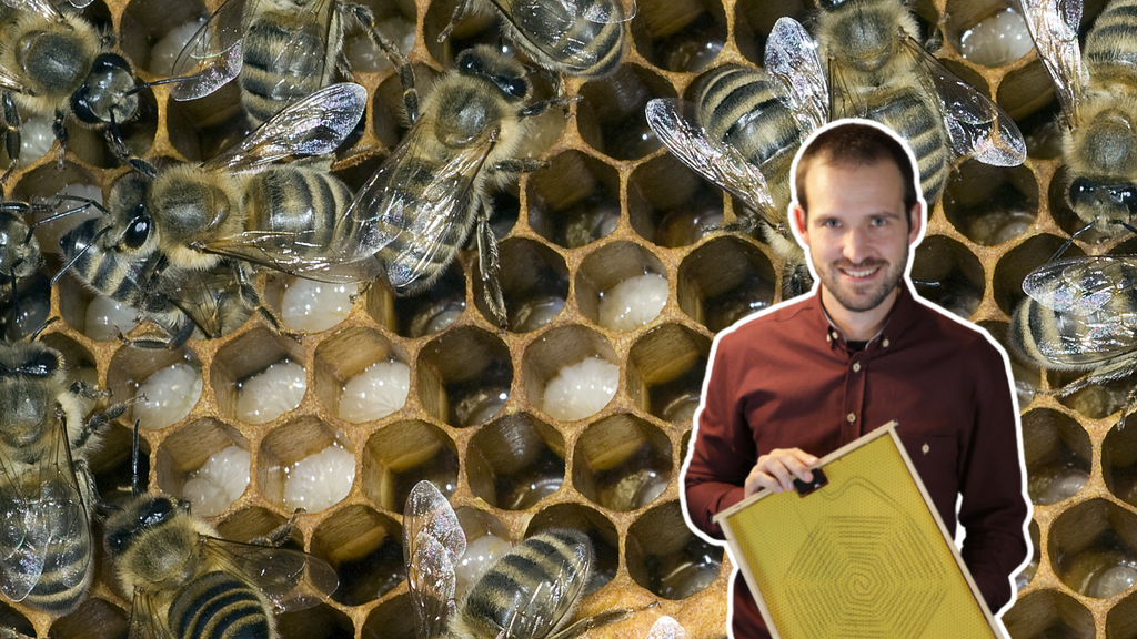 Wärme statt Säure: «Das ist die Lösung gegen das Bienensterben»