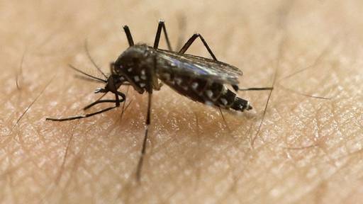 Warum schwellen Mückenstiche bei manchen mehr an und was hilft dagegen