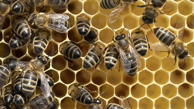 Schlechtes Jahr für Aargauer Honig