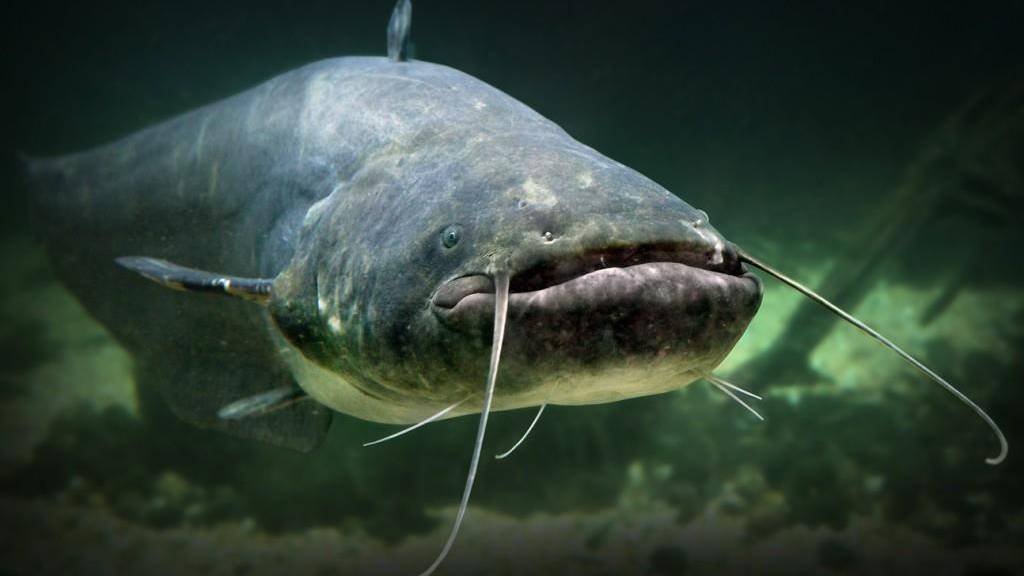 Der grösste Fisch im Bodensee: Der Wels