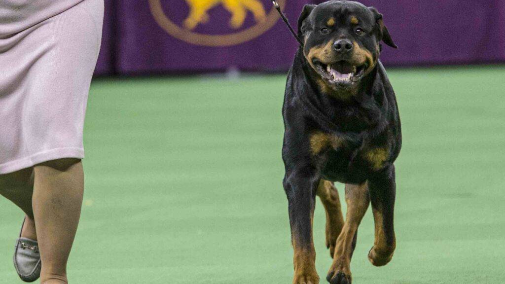 Ab dem 1. Januar ist im Kanton Zürich die Neuanschaffung von Rottweilern verboten. Der Rottweiler-Club will dies nicht akzeptieren. Ein Rasseverbot bringe nichts. (Archivbild)