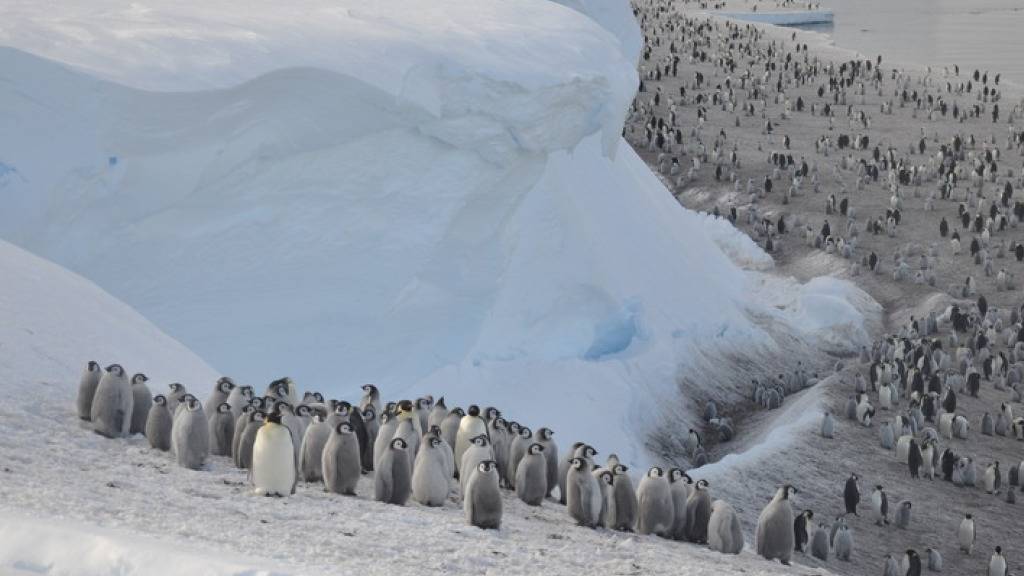 Kaiserpinguine leiden einer Analyse zufolge massiv unter dem Verschwinden von Meereis in der Antarktis.