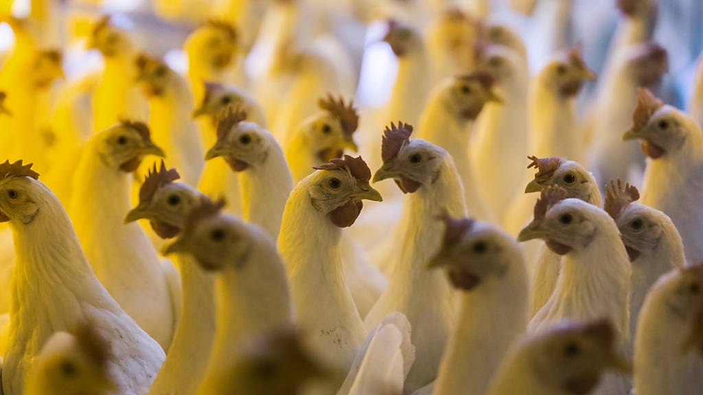 Tierschutzkontrollen im Aargau: Bei Kontrollen in 30 grösseren Hühnerhaltungen wurden in fünf Betrieben wesentliche Mängel festgestellt. (Symbolbild)