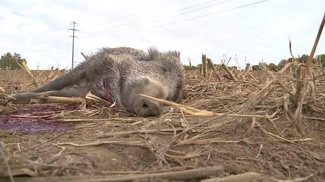 Unbekannter überfährt vorsätzlich Wildschweine-Familie