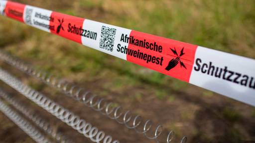 Hohe Verschleppungsgefahr bei ansteckender Schweineseuche
