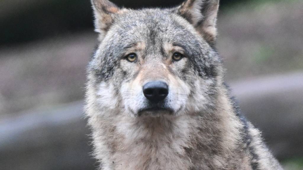 Die Urner Regierung hat einen Einzelwolf in Realp zum Abschuss freigegeben. (Symbolbild)