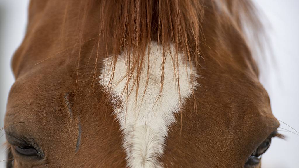 Das Bezirksgericht Dielsdorf verurteilte einen 38-jährigen Schweizer und eine 41-jährige Schweizerin wegen Tierquälerei. Sie vernachlässigten insgesamt fünf Pferde in ihrem Stall. (Symbolbild)