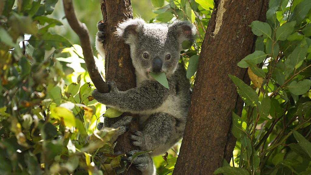 Ein junger Koala isst Blätter in einem Wildpark bei Brisbane in Australien. (Archivbild)
