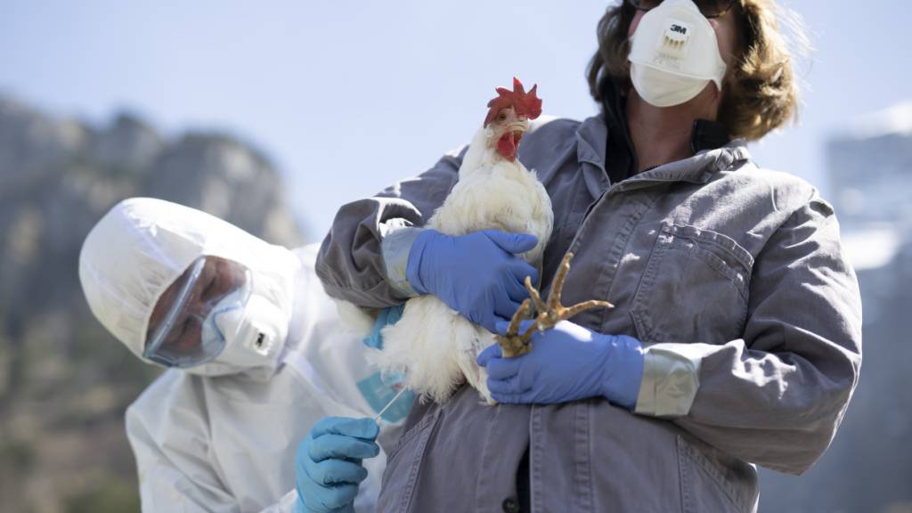 Antikörper gegen saisonale Grippe schützen auch vor Vogelgrippe
