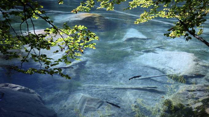 Umweltskandal im Blausee? SP Kanton Bern verlangt eine PUK