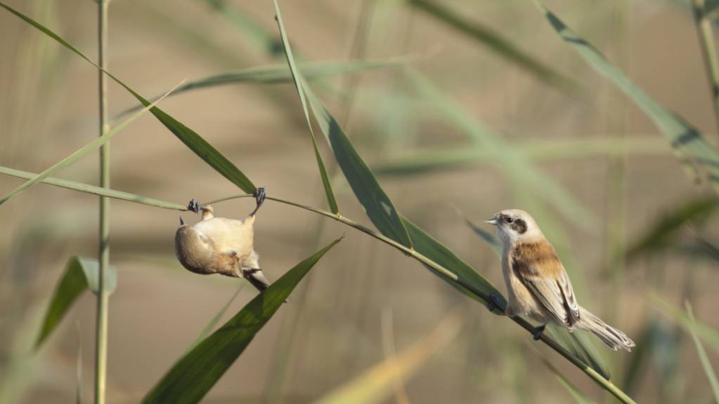 Die Beutelmeise gehörte zu den Raritäten der diesjährigen internationalen Zugvogeltage, an denen am Wochenende Millionen von Vögeln beobachtet wurden.