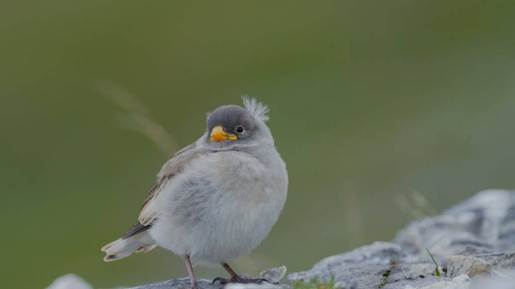 Junge Schneesperlinge brauchen Insektenlarven als Nahrung.