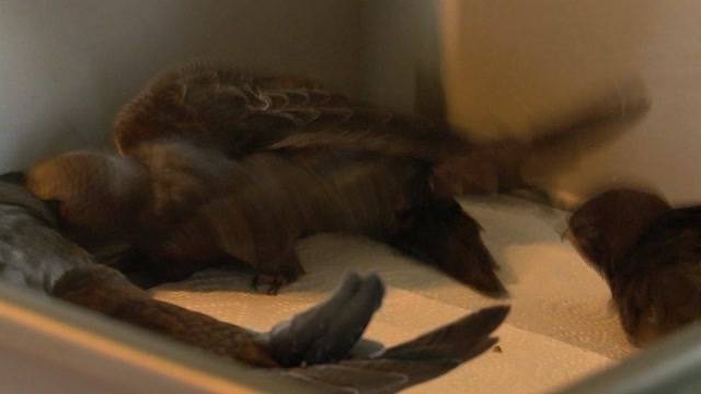 Jungvögel akut von Hitze bedroht