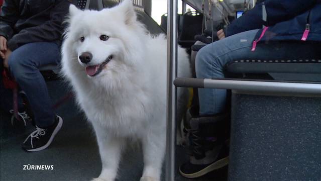 Hündin büxt aus und geht auf Reisen